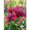 Lilia azjatycka Crimson Pixie-Lilium asiatic
