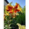 Lilia drzewiasta Debby-Lilium oriental