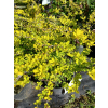 Berberys Thunberga Sunsation-Berberis thunbergii