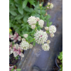 Jarzmianka - Astrantia