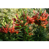 Lilia azjatycka Abbeville`s Pride - Lilium asiatic