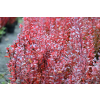 Berberys Thunberga Helmond Pillar - Berberis thunbergii