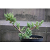 Jalowiec łuskowy Holger - Juniperus squamata 0002