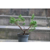 Jałowiec chiński Shimpaku - Juniperus chinensis 0085