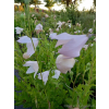 Platykodon różowy-Platycodon grandiflorus