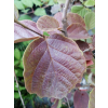 Fotergilla mieszańcowa Beaver Creek - Fothergilla x intermedia