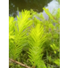 Cypryśnik błotny-Taxodium distichum