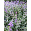 Kocimiętka-Nepeta