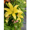 Lilia azjatycka Bright Pixie-Lilium asiatic