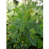 Amorfa krzewiasta-Amorpha fruticosa