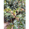 Ostrokrzew Blue Princess-Ilex x meserveae