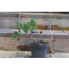 Jałowiec chiński Shimpaku - Juniperus chinensis 0089