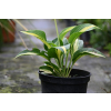 Funkia  Lakeside Paisley Print - Hosta