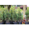 Sosna czarna Green Tower - Pinus nigra
