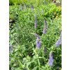 Przetacznik siwy - Veronica spicata