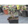 Rozchodnik naskalny Bertram Anderson - Sedum hybridum