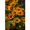 Dzielżan ogrodowy Mariachi Fuego - Helenium x hybridum