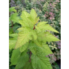 Pęcherznica kalinolistna Luteus-Physocarpus opulifolius