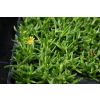 Delosperma Solstice Yellow - Delosperma cooperi