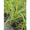 Miskant chiński Strictus Dwarf-Miscanthus sinensis
