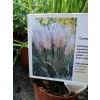 Trawa pampasowa Pink Feather - Cortaderia selloana