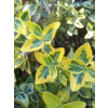 Trzmielina Emerald`n Gold-Euonymus fortunei