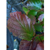 Fotergilla większa-Fothergilla major