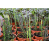 Skrzyp zimowy - Equisetum hyemale