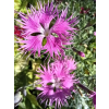 Goździk wspaniały-Dianthus superbus