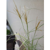 Miskant chiński Silberspinne-Miscanthus sinensis