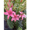 Lilia azjatycka Sorocaba-Lilium asiatic