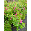 Krzewuszka Big Love-Weigela