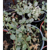 Dąbrówka rozłogowa Variegata - Ajuga reptans