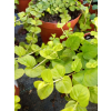 Tojeść rozesłana-Lysimachia nummularia Goldilocks