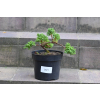 Jałowiec rozesłany Nana - Juniperus procumbens 0021
