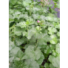 Ślaz piżmowy różowy-Malva moschata