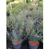 Wierzba purpurowa Nana - Salix purpurea Nana