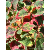 Tułacz pstry-Houttuynia cordata