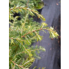 Choina kanadyjska-Tsuga canadensis