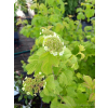 Kalina koralowa Park Harvest-Viburnum opulus