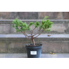 Jałowiec chiński Shimpaku - Juniperus chinensis 0083