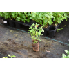 Mięta marokańska-Mentha spicata Moroccan