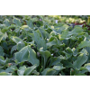Funkia Diamond Lake - Hosta sieboldiana