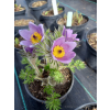 Sasanka zwyczajna Pinwheel Blue Violet Shades  - Pulsatilla vulgaris