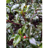 Ostrokrzew Blue Princess-Ilex x meserveae