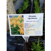 Liliowiec ogrodowy Stella d`Oro - Hemerocallis Stella d`Oro