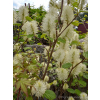 Fotergilla mieszańcowa Beaver Creek - Fothergilla x intermedia