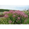 Sadziec Baby Joe - Eupatorium maculatum