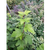 Pęcherznica kalinolistna Luteus-Physocarpus opulifolius
