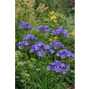 Triteleja niebieska - Brodiaea laxa Koningin Fabiola